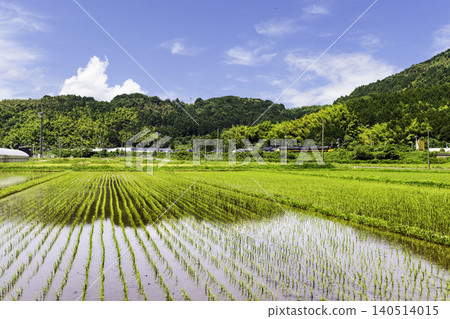 A rural scene of a train running through rice paddies after the rice planting has finished. A rural scene of a train running through rice paddies after the rice planting has finished. 140514015