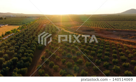 Olive trees plantation in Andalusia at sunset Olive trees plantation in Andalusia at sunset 140514069