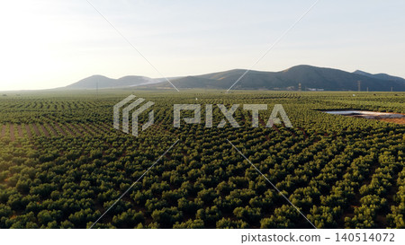 Olive trees plantation in Andalusia Spain aerial view Olive trees plantation in Andalusia Spain aerial view 140514072