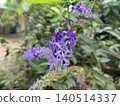 泰國盛開的佩特里亞花 140514337