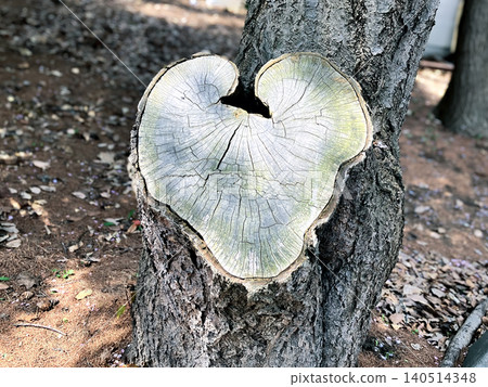 A heart-shaped tree stump I found at Ooyachi Shrine in Sapporo, Hokkaido. 140514348