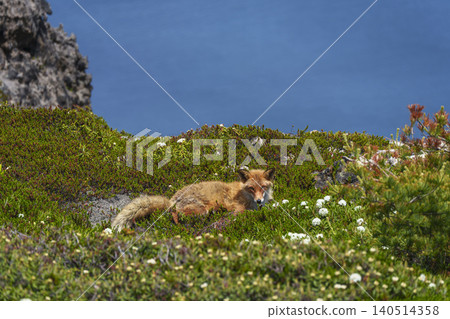 A red fox I encountered in Hakodate, Esan: Wild animals of Hokkaido and mountain scenery overlooking the sea. A red fox I encountered in Hakodate, Esan: Wild animals of Hokkaido and mountain scenery overlooking the sea. 140514358