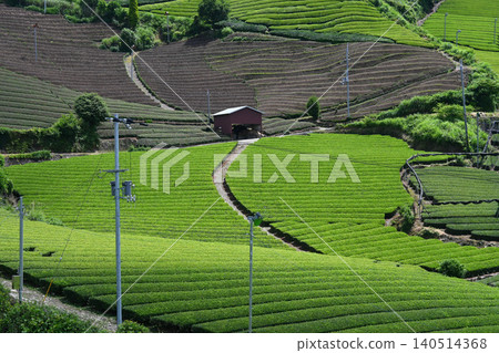 A path lined with tea fields in Wazuka Town, Kyoto Prefecture, the home of Uji tea. A path lined with tea fields in Wazuka Town, Kyoto Prefecture, the home of Uji tea. 140514368