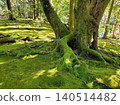 The lush moss and giant tree roots of Kenrokuen, a beautiful Japanese garden where sunlight filters through the trees. 140514482