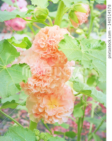 Arcea Peach Dream Arcea Peach Dream 140514578