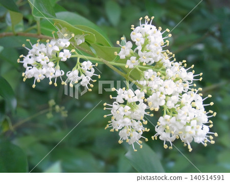 鼠豆花 鼠豆花 140514591