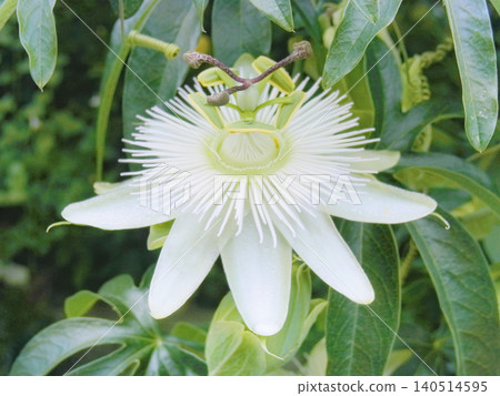 Pure white passionflower 140514595