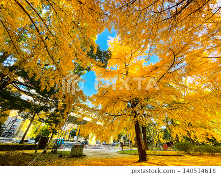 Yellow leaves in Tokyo Itabashi / Akatsuka Park Yellow leaves in Tokyo Itabashi / Akatsuka Park 140514618