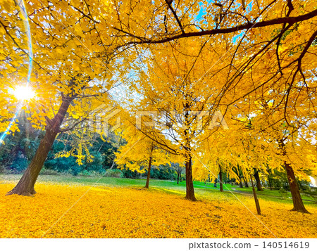 Yellow leaves in Tokyo Itabashi / Akatsuka Park Yellow leaves in Tokyo Itabashi / Akatsuka Park 140514619