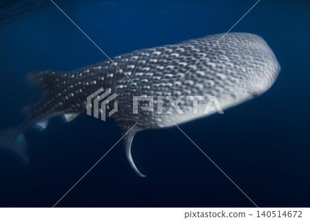 Whale shark swimming in deep blue ocean, underwater long exposure shot Whale shark swimming in deep blue ocean, underwater long exposure shot 140514672