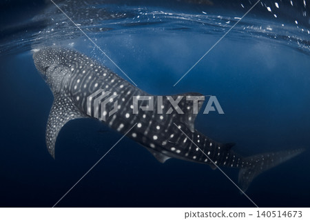 Whale shark beneath the ocean surface in blue water, underwater scene 140514673