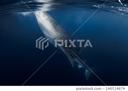 Whale shark feeding in blue sea, underwater wildlife scene Whale shark feeding in blue sea, underwater wildlife scene 140514674