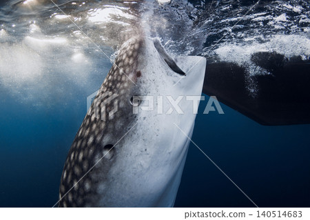 Underwater close up view of whale shark swimming beneath surface in blue ocean, shark feeding 140514683