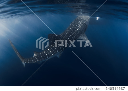 Whale shark feeding in clear blue water Whale shark feeding in clear blue water 140514687