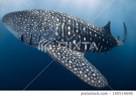Whale shark underwater in blue water, close up Whale shark underwater in blue water, close up 140514690