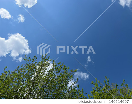 Low angle view looking up through fresh green spring tree canopy into bright blue sky with clouds Low angle view looking up through fresh green spring tree canopy into bright blue sky with clouds 140514697