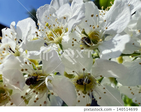 Macro close-up of small bugs on white cherry blossom flowers with stamens and pollen in spring garden 140514699