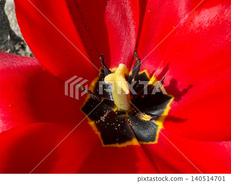 Extreme macro close-up of vivid red tulip flower interior with dark center and yellow stamen 140514701