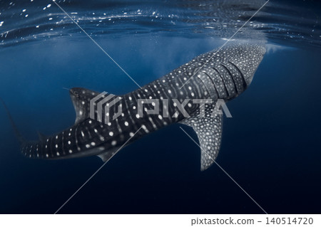 Side view of whale shark gliding through ocean, underwater wildlife photography 140514720
