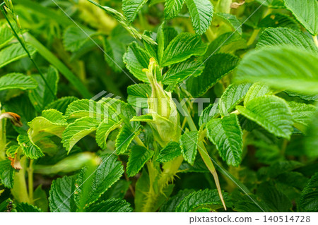 Hamanasu bud Hamanasu bud 140514728
