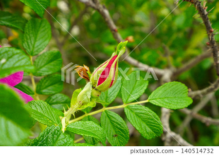 Hamanasu bud Hamanasu bud 140514732