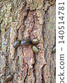 Japanese beetles swarming around tree sap 140514781