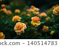Yellow rose 140514783