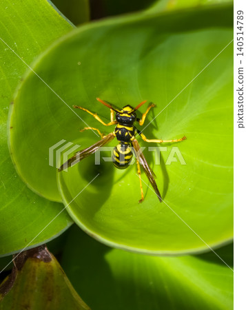 Wasp resting inside a green spiral plant leaf 140514789