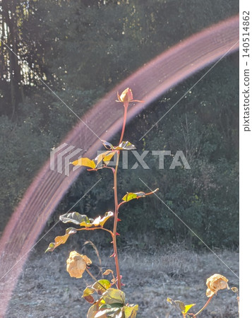 Flowers and lens flare Flowers and lens flare 140514862