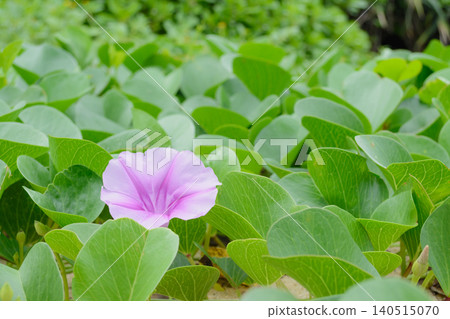 沙灘上盛開著一朵牽牛花和一簇綠葉。 沙灘上盛開著一朵牽牛花和一簇綠葉。 140515070