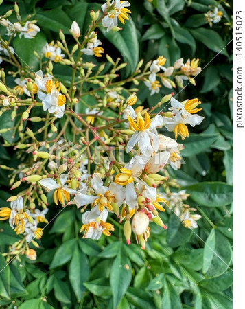 A close-up of the white flowers and yellow stamens of the nandina plant that blooms in early summer. A close-up of the white flowers and yellow stamens of the nandina plant that blooms in early summer. 140515073