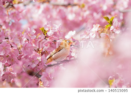 春日里，繡眼鳥被河津櫻花環繞，構成了美麗的景象。 140515095