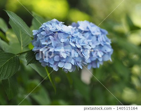 hydrangea hydrangea 140515164