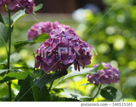 hydrangea hydrangea 140515165