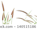 Cogon Grass Flower Isolated with Clipping Path on White Background 140515186