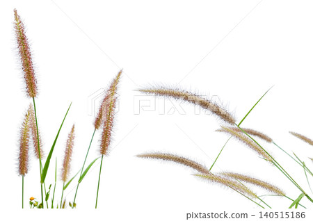 Cogon Grass Flower Isolated with Clipping Path on White Background Cogon Grass Flower Isolated with Clipping Path on White Background 140515186