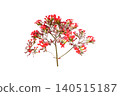 Kalanchoe Flower Isolated with Clipping Path on White Background 140515187