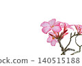 Adenium Flower Isolated with Clipping Path on White Background 140515188