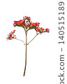 Kalanchoe Flower Isolated with Clipping Path on White Background 140515189