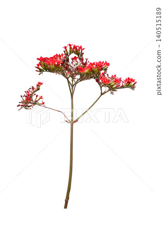Kalanchoe Flower Isolated with Clipping Path on White Background Kalanchoe Flower Isolated with Clipping Path on White Background 140515189