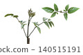 Young Oroxylum Indicum Shoot Isolated with Clipping Path 140515191