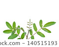 Young Brazilian Pepper-tree Shoot Isolated with Clipping Path on White Background 140515193