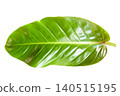 Tropical Leaf Isolated with Clipping Path on White Background 140515195