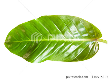Tropical Leaf Isolated with Clipping Path on White Background Tropical Leaf Isolated with Clipping Path on White Background 140515195