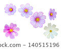 Cosmos Flower Isolated with Clipping Path on White Background 140515196