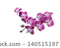 Young Moth Orchid Flower Isolated with Clipping Path 140515197