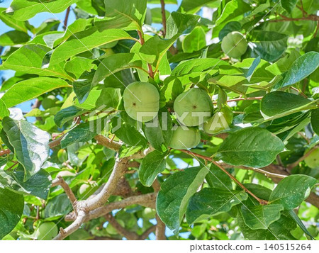 Ripening persimmon tree fruit Ripening persimmon tree fruit 140515264