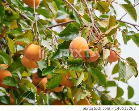 Ripening persimmon tree fruit Ripening persimmon tree fruit 140515268