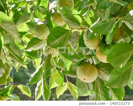 Ripening persimmon tree fruit 140515273