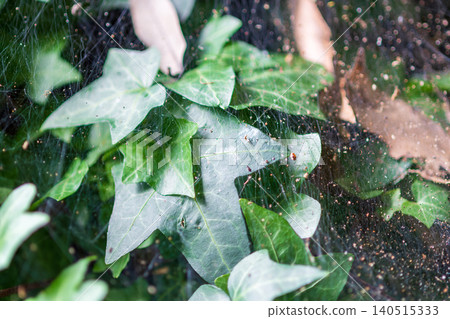Lush ivy leaves covered in spiderwebs Lush ivy leaves covered in spiderwebs 140515333